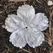 Natural Mother of Pearl Tropical Flower Beads Hand Carved Sea Shell Floral DIY Bridal Jewelry Making WM-0168