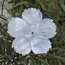 Natural Mother of Pearl Tropical Flower Beads Hand Carved Sea Shell Floral DIY Bridal Jewelry Making WM-0168